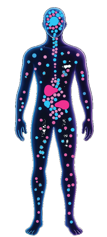 Endocannabinoid system receptor map on human body